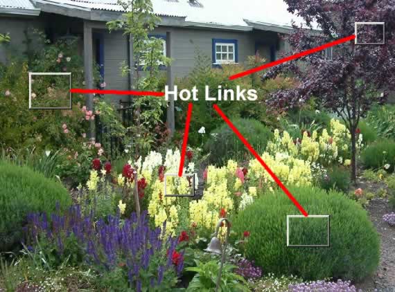 Clicking on any of the “Hot Links” takes you to a Plant Information screen.