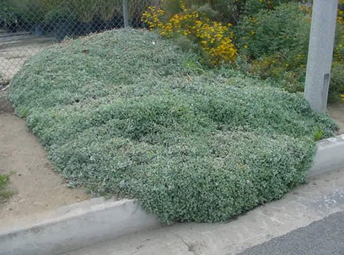 Lessingia flilaginifolia 'Silver Carpet'