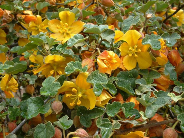 Plant photo of: Fremontodendron 'El Dorado Gold'