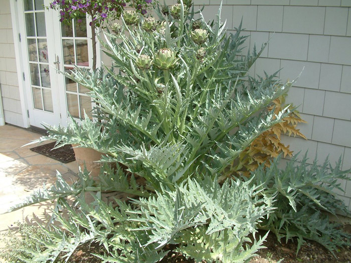 Plant photo of: Cynara scolymus