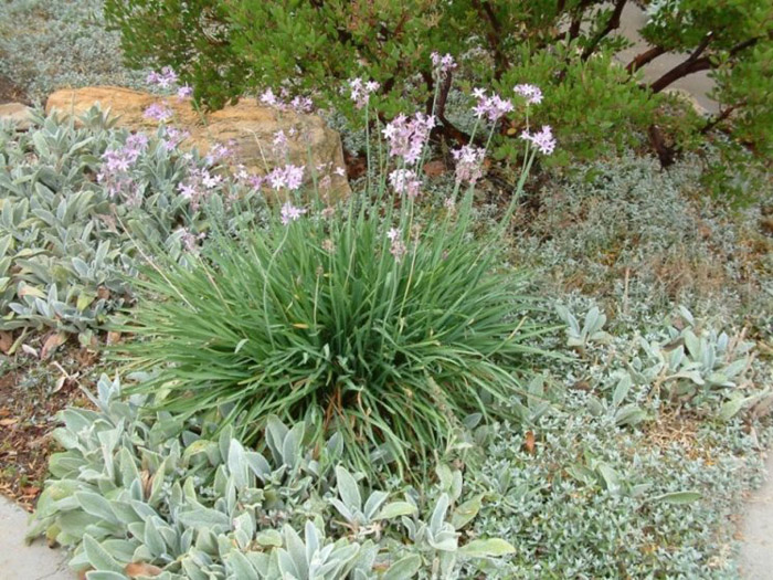 Plant photo of: Tulbaghia violacea