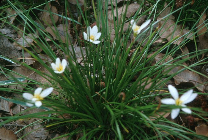 White Rain Lily, Zephyr Flower