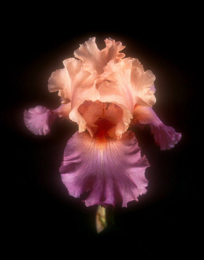 Plant photo of: Iris bearded 'Sweet Musette'