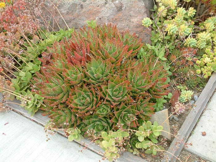 Plant photo of: Aloe brevifolia