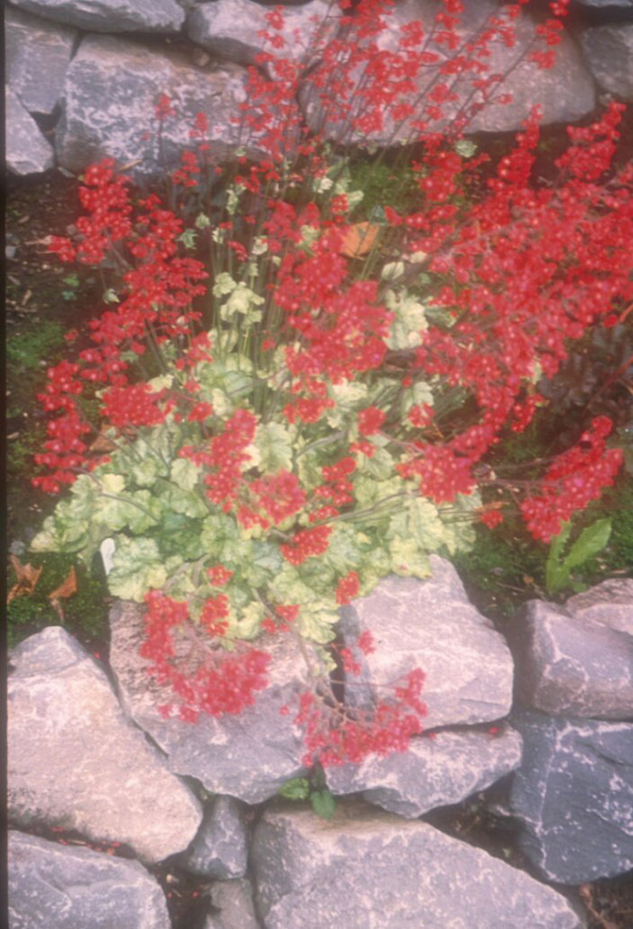 Plant photo of: Heuchera 'Spangles'