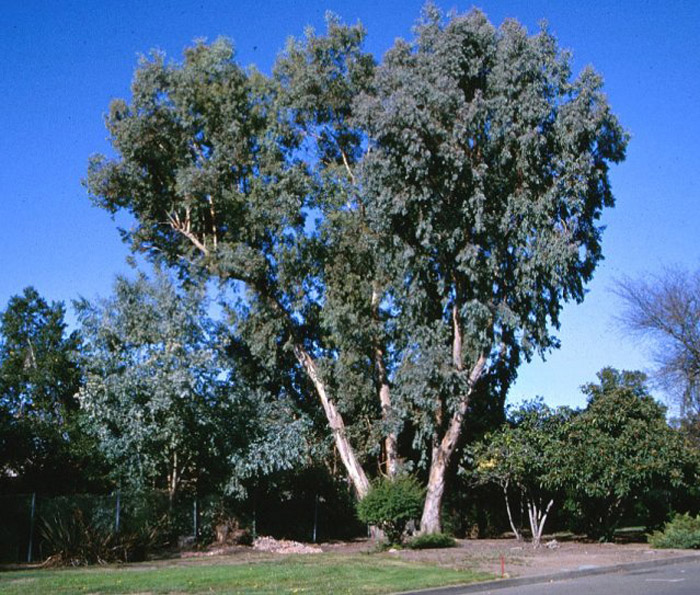 Eucalyptus polyanthemos 'Polydan'