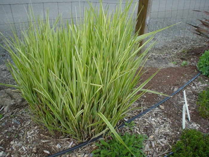 Plant photo of: Miscanthus 'Silberfeder'