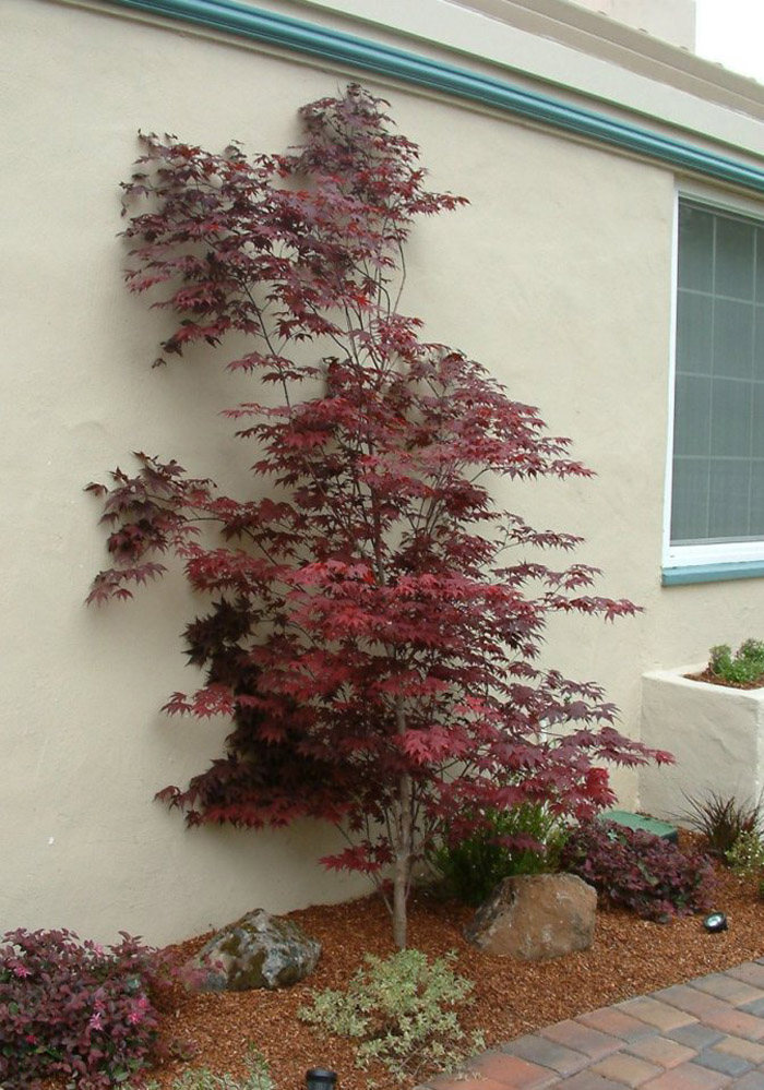 Plant photo of: Acer palmatum 'Atropurpureum'