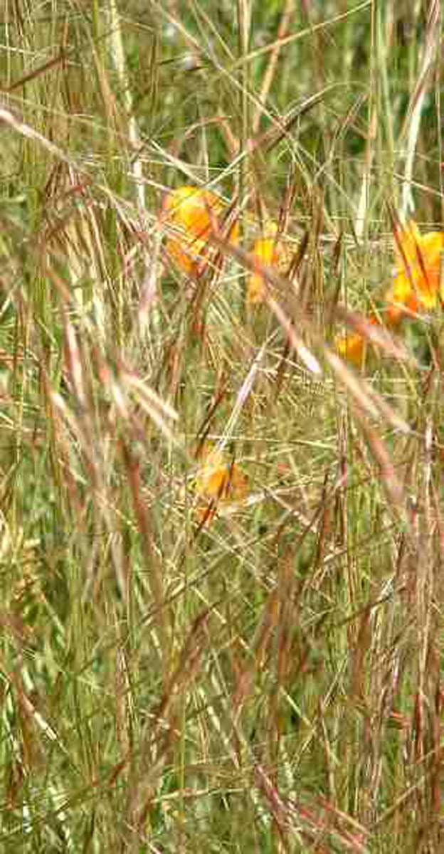 Plant photo of: Stipa pulchra
