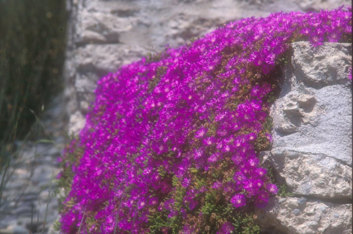 Plant photo of: Drosanthemum floribundum