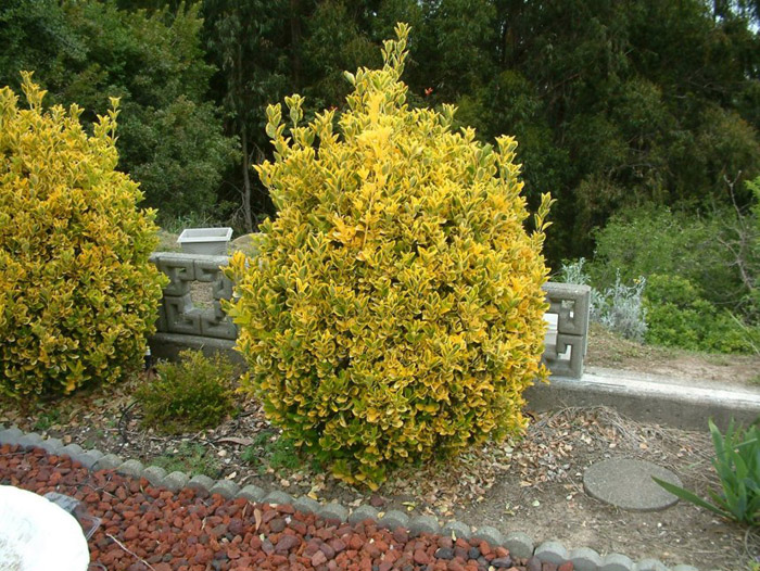 Plant photo of: Euonymus japonicus 'Aureo-Marginata'