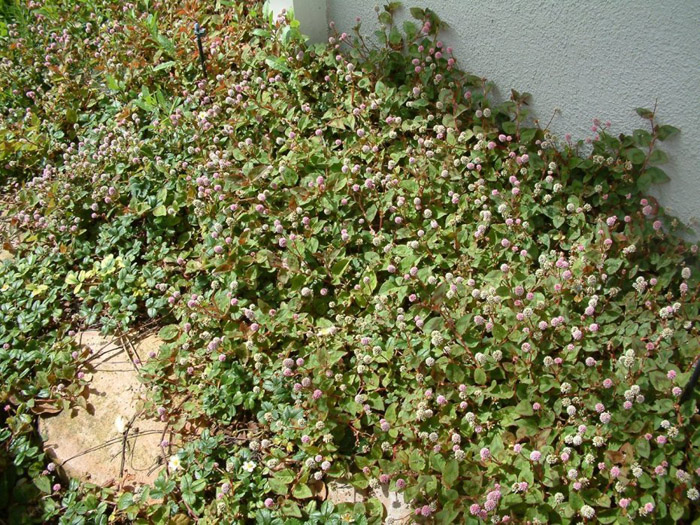 Plant photo of: Persicaria capitata