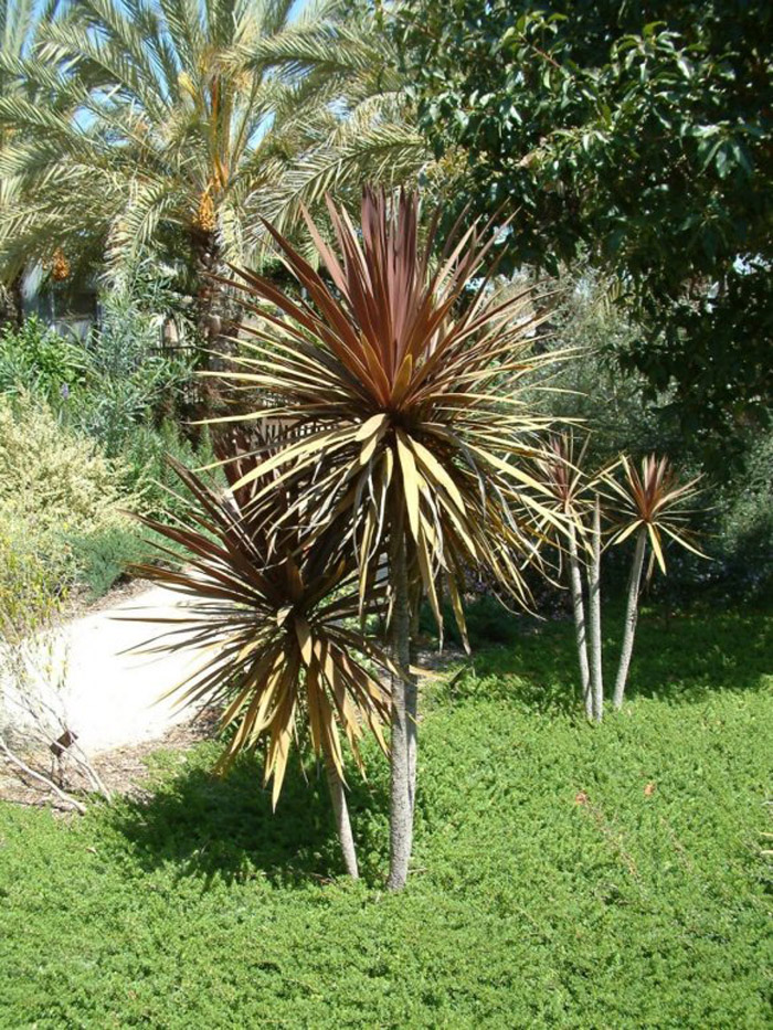 Plant photo of: Cordyline 'Red Star'