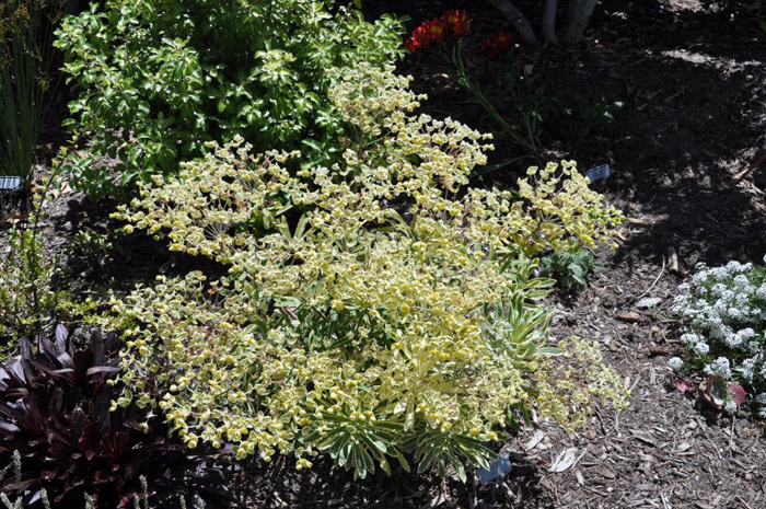 Plant photo of: Euphorbia characias ?Tasmanian Tiger'