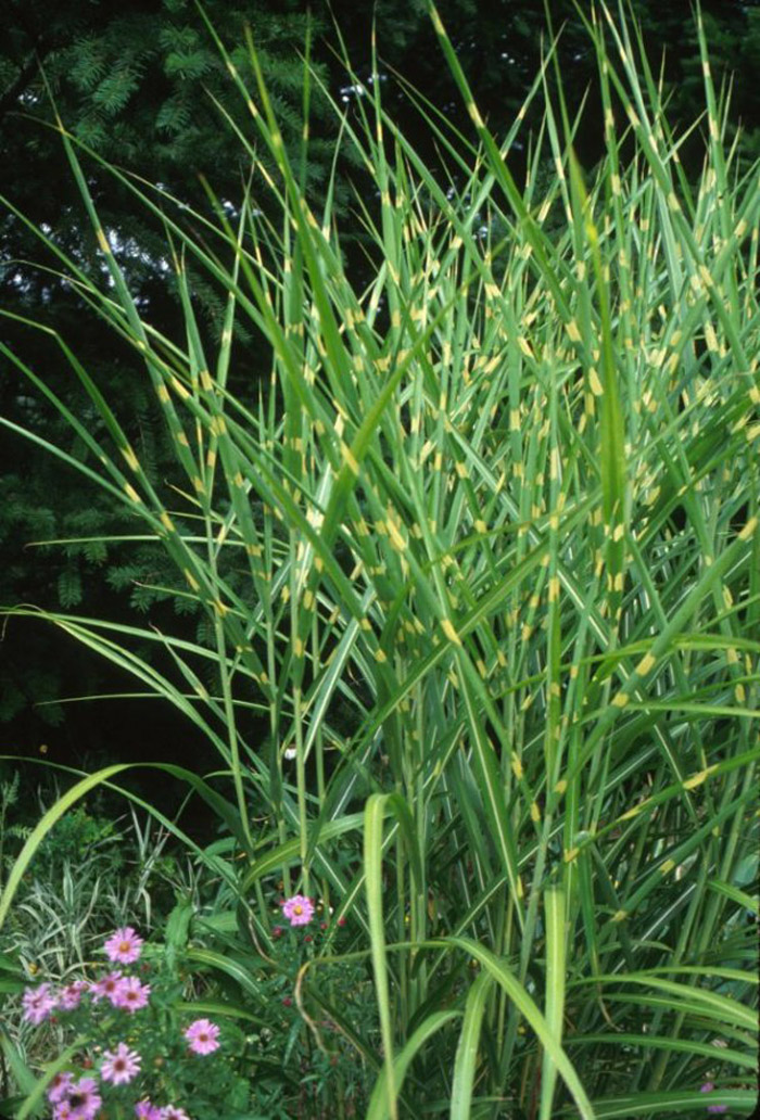 Plant photo of: Miscanthus 'Zebrinus'