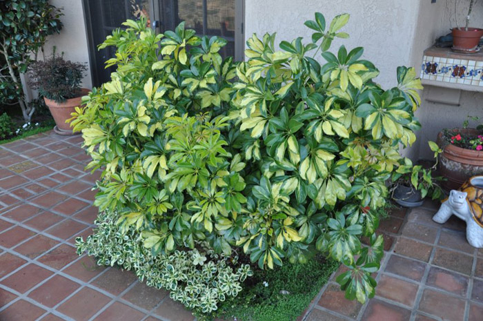 Plant photo of: Schefflera arboricola variegata