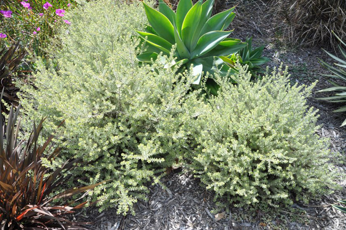 Plant photo of: Westringia fruticosa 'Smokey'