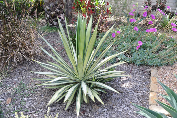 Plant photo of: Yucca gloriosa ?Variegata'