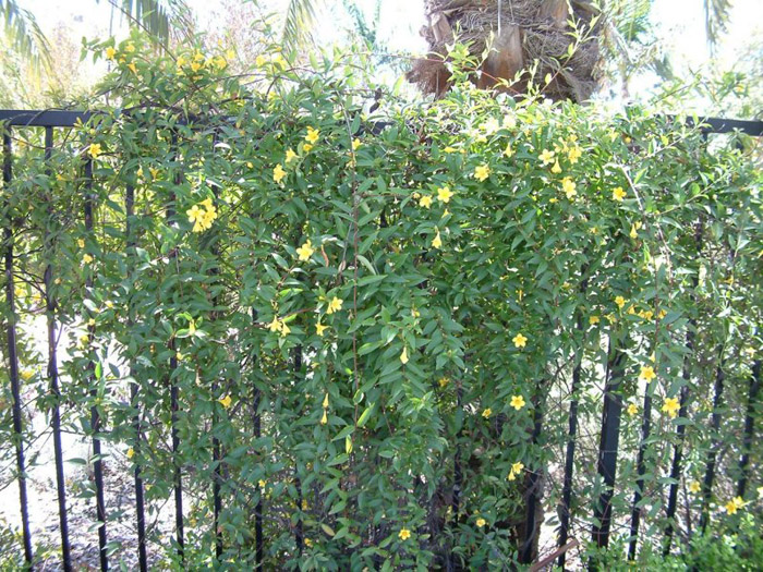 Plant photo of: Gelsemium sempervirens