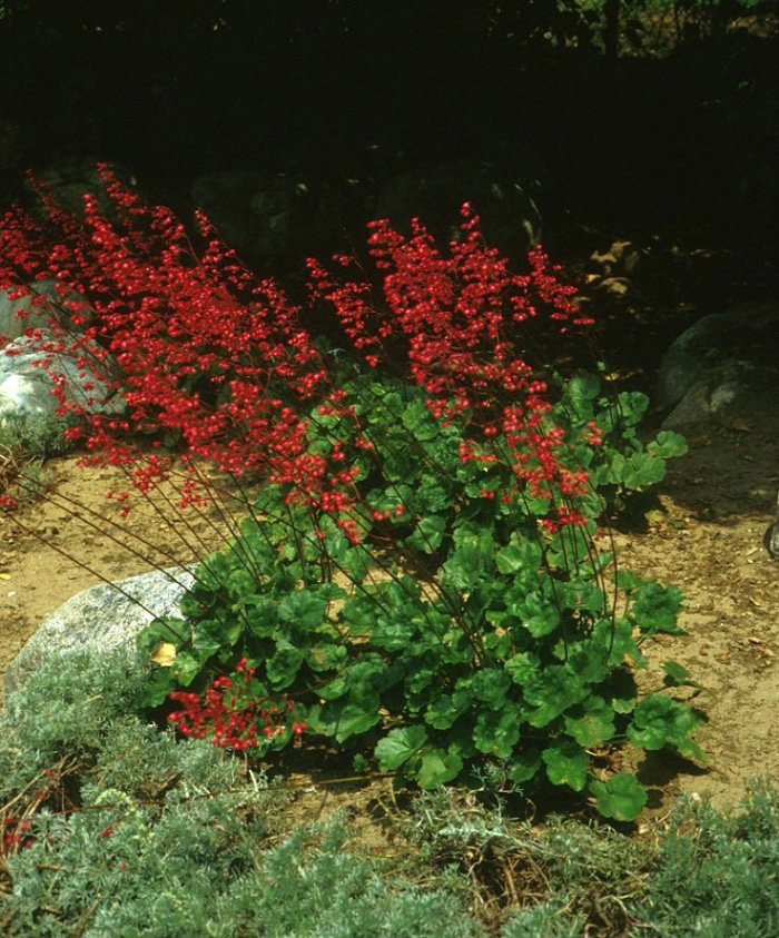 Plant photo of: Heuchera sanguinea