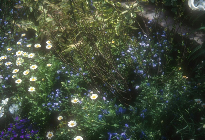 Plant photo of: Chrysanthemum paludosum