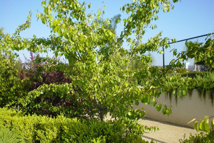 Flowering or Evergreen Pear