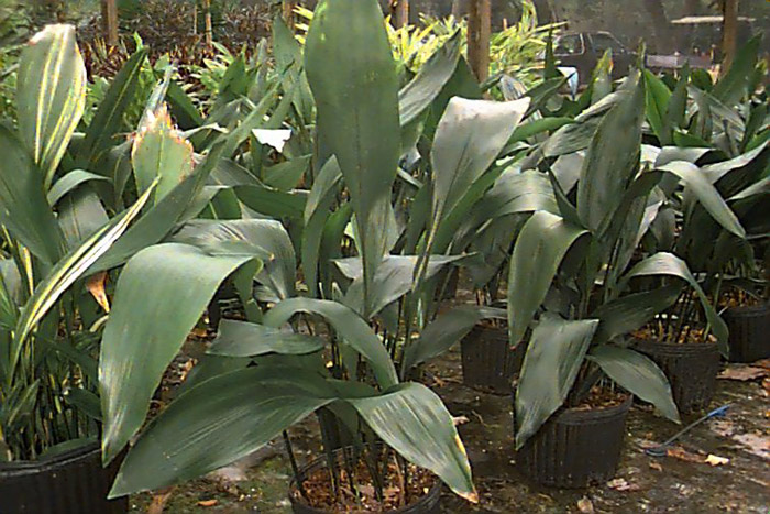 Plant photo of: Aspidistra elatior