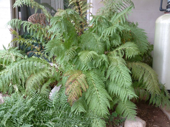 Plant photo of: Woodwardia fimbriata